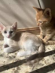 He loves to play with toys and other cats and kittens. Ginger Kittens In Wooli 2462 Nsw Cats Kittens Gumtree Australia Free Local Classifieds