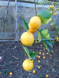 Lemonade Fruit Wikipedia