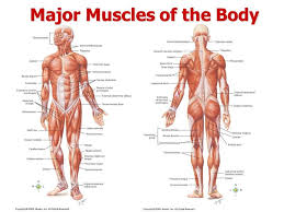 Download Anatomia Muscular Clipart Muscle Anatomy Muscular