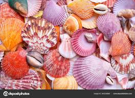 Seashells Background Sea Shells Collection Stock Photo