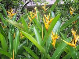 heliconia flower plant