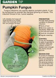 powdery mildew sets into the pumpkin patch