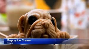 Can i have a chocolate juice/ice cream for dessert, please? Taiwan Restaurant Serving Up Ice Cream Shaped Like Shar Pei Puppies Abc13 Houston