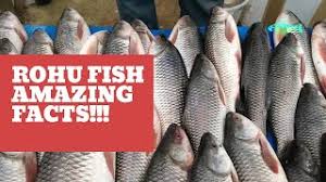 amazing facts about rohu fish you
