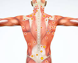 It works over all the products of digestion. Spine Muscles In Pain Myofascial Pain Syndrome May Be To Blame