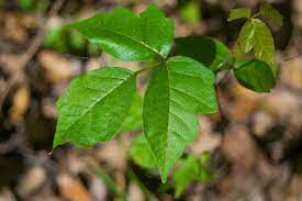 identify poison ivy in your yard