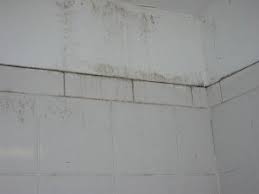 how to cleanup mold on walls mold