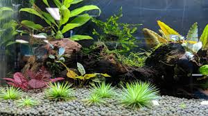 Foreground Aquarium Plants Types Methods Of Planting