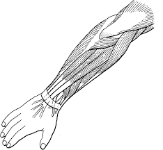 Forearm muscles anatomy, posterior arm muscles, muscles of the arm and forearm, forearm anatomy, arm muscles diagram, deep muscles of forearm, muscles in lower arm. Label And Color The Muscles Of The Arm Extensors