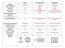 Classification Chart Viruses Archaebacteria Eubacteria Animal Plant Protist Fungus
