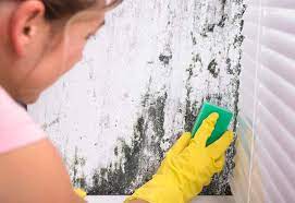 How Do You Get Rid Of Mould On Walls