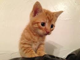 10 may 2021 age age: Ginger Kittens For Free Near Me Search Kittens For Sale At Local Shelters