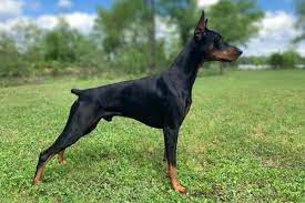 Doberman Planet gambar png