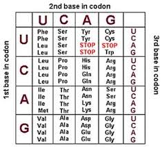 Biology Codon Chart