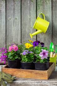 Garden Plants And Flowerpots Flowers