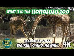 what is in the honolulu zoo march 23