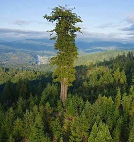 Atencion DESCUBREN EL ARBOL MAS ALTO DEL MUNDO EN LA AMAZONIA DE #BRASIL Mide casi 90 metros de altura, equivalente a un edificio de 30 pisos-y casi 10 metros de diámetro. En