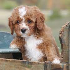 Cavapoo's are best known for their warmhearted temperament from the cavalier spaniel. Benny Cavapoo Puppy 655411 Puppyspot