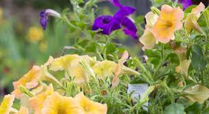 The gibraltar campion is very rare. Sundrops Starflowers Home Container Gardens Landscape Design