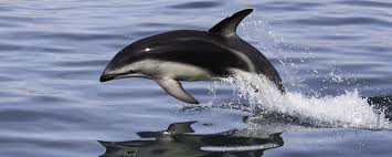 Dauphin Nouvelle-Zélande – Voir, nager avec dauphins à Bay of Islands, Kaikoura - Voyages Nouvelle-Zélande à la carte