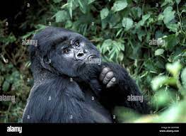 Beard gorilla