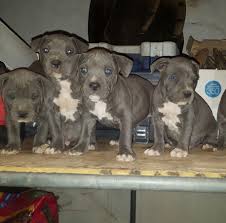 That way, they become more tolerant and patient with them, who will appear less intimidating. Pitbull Puppies Blue Nose Phoenix Az Home Facebook