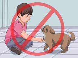 I find the articles to be very helpful for the puppies, i'm a new owner and i love my little dog couture, she's a shitzu/maltese.a and i find your. How To Train Your Shih Tzu 12 Steps With Pictures Wikihow