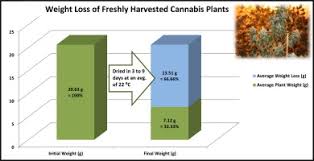 Comparative Analysis Of Freshly Harvested Cannabis Plant