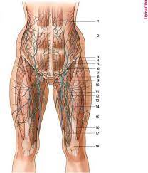 The thigh has three sets of strong muscles: Anatomy Of Liposuction Of Theabdomen Hips Thighs Aesthetic Surgery
