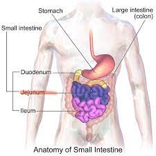 gastrointestinal system terms test 3