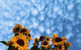 Sunflower Aesthetic Wallpaper posted by ...