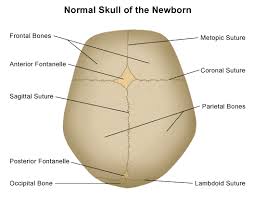 The brain is connected with other anatomical structures by the nerves and blood vessels going through many foramina, and the largest foramen of the skull called the foramen magnum. Anatomy Of The Newborn Skull
