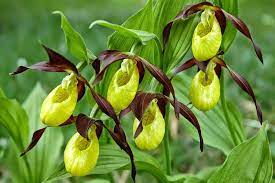 Il fiore che ricarica l'organismo: la Scarpetta di Venere | Fiori