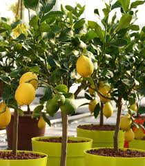 how to grow an indoor lemon tree