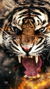 angry tiger hd phone wallpaper