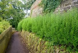 Five Unusual Plants To Grow As Hedges