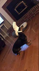15 player public game completed on april 27th, 2018 303 0 16 hrs. Dogs With Crocs Dogscrocs Twitter