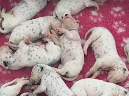 Check out our newborn dalmatian selection for the very best in unique or custom, handmade pieces from our shops. Vet Says Dalmatian Will Have 3 Puppies Dog Gives Birth To 18 Instead Dog Dispatch