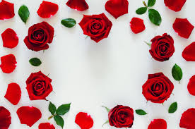 red roses with its petals and leaves