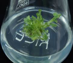 Improved micropropagation of biopesticidal plant, Pelargonium radula