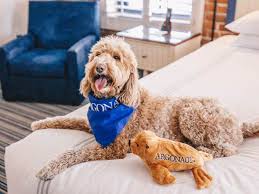 dog friendly hotels and resorts le