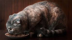 Low Carb Diet For Diabetic Cats Ask Dr Joi Adw Diabetes