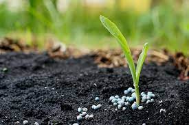 best fertilizer for vegetable garden