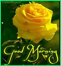 Check spelling or type a new query. Top 70 Good Morning Rose Flowers Images Pictures Photos Status Pics