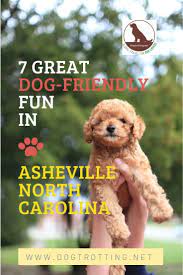 incredible dog friendly activities in