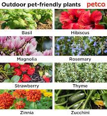 Maybe you would like to learn more about one of these? Pet Friendly And Not So Friendly Plants