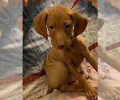 Visit us now to find your dog. Puppyfinder Com Vizsla Puppies Puppies For Sale Near Me In Texas Usa Page 1 Displays 10