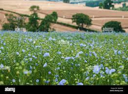 Flax (also known as common flax or linseed), Linum usitatissimum growing in  a field in England, UK Stock Photo - Alamy