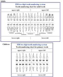 56 Genuine Childrens Dental Chart