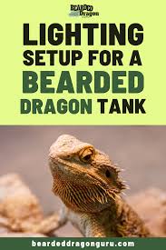 Lighting Setup For A Bearded Dragon Tank In 2020 Bearded Dragon Tank Bearded Dragon Lighting Bearded Dragon